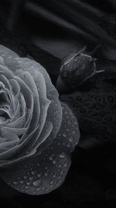 Preview wallpaper rose, flower, bud, wet, macro, black and white