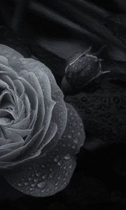 Preview wallpaper rose, flower, bud, wet, macro, black and white