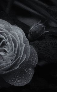 Preview wallpaper rose, flower, bud, wet, macro, black and white