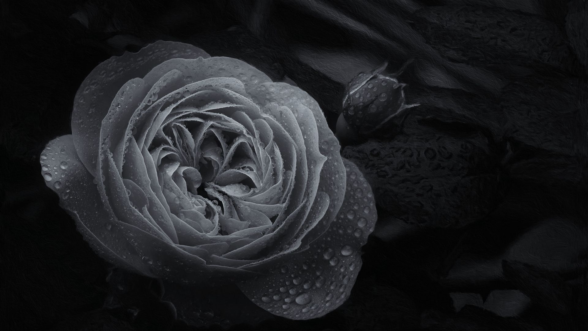 Download Wallpaper 1920x1080 Rose Flower Bud Wet Macro Black And White Full Hd Hdtv Fhd 9119