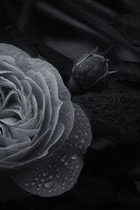 Preview wallpaper rose, flower, bud, wet, macro, black and white