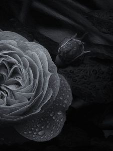 Preview wallpaper rose, flower, bud, wet, macro, black and white