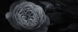 Preview wallpaper rose, flower, bud, wet, macro, black and white
