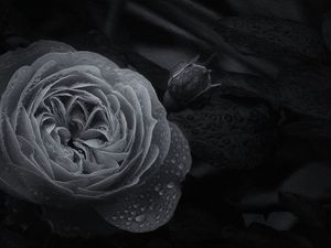 Preview wallpaper rose, flower, bud, wet, macro, black and white