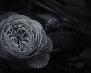 Preview wallpaper rose, flower, bud, wet, macro, black and white