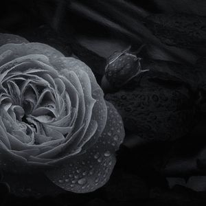 Preview wallpaper rose, flower, bud, wet, macro, black and white