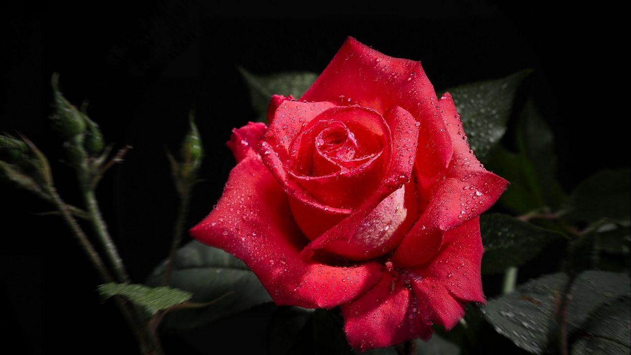 Wallpaper rose, flower, bud, drop, freshness, black background