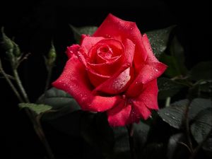 Preview wallpaper rose, flower, bud, drop, freshness, black background