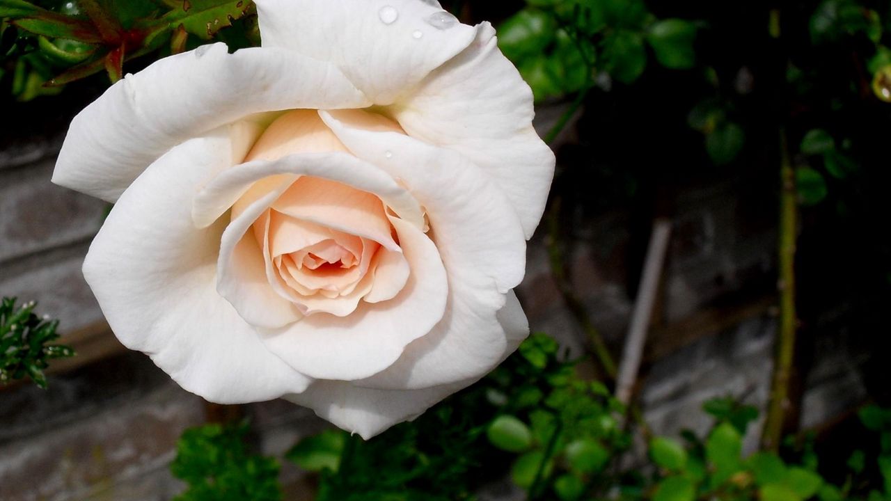 Wallpaper rose, flower, bud, garden, close-up