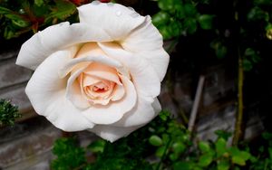 Preview wallpaper rose, flower, bud, garden, close-up