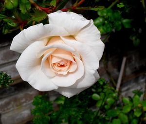 Preview wallpaper rose, flower, bud, garden, close-up