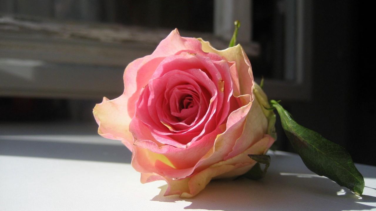 Wallpaper rose, flower, bud, windowsill, frame
