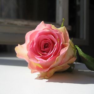 Preview wallpaper rose, flower, bud, windowsill, frame