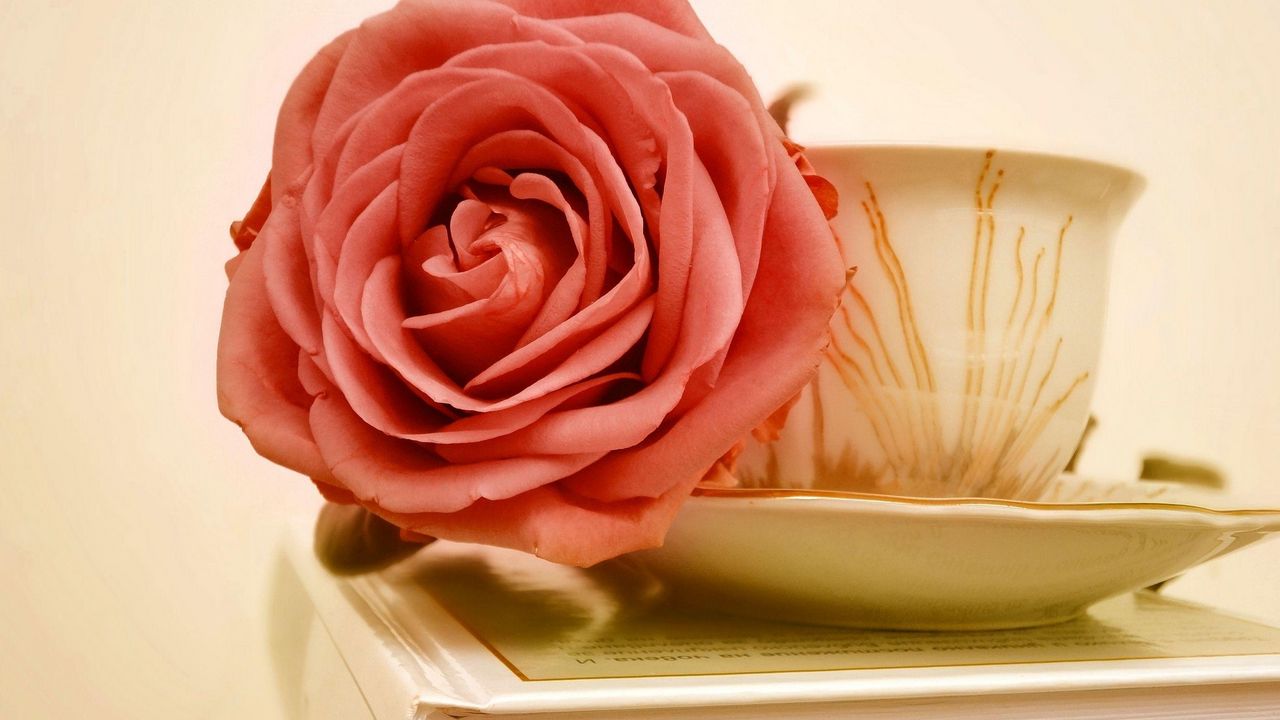 Wallpaper rose, flower, bud, cup, book
