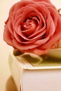 Preview wallpaper rose, flower, bud, cup, book