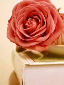 Preview wallpaper rose, flower, bud, cup, book