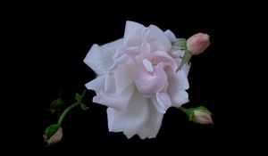 Preview wallpaper rose, flower, buds, petals, black background