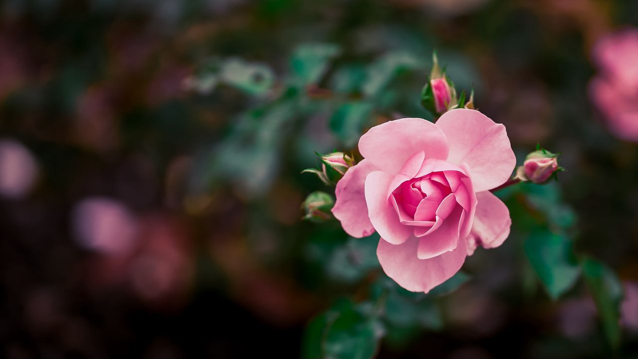 Wallpaper rose, flower, buds, pink, bloom hd, picture, image