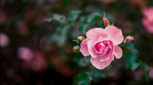 Preview wallpaper rose, flower, buds, pink, bloom