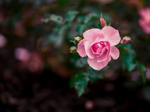 Preview wallpaper rose, flower, buds, pink, bloom