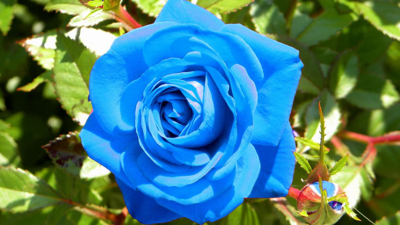 Wallpaper rose, flower, buds, blue, light