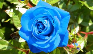 Preview wallpaper rose, flower, buds, blue, light