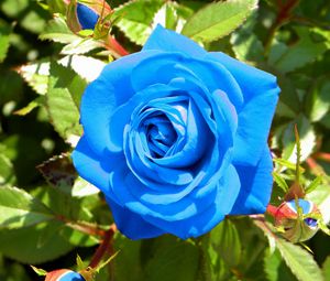 Preview wallpaper rose, flower, buds, blue, light