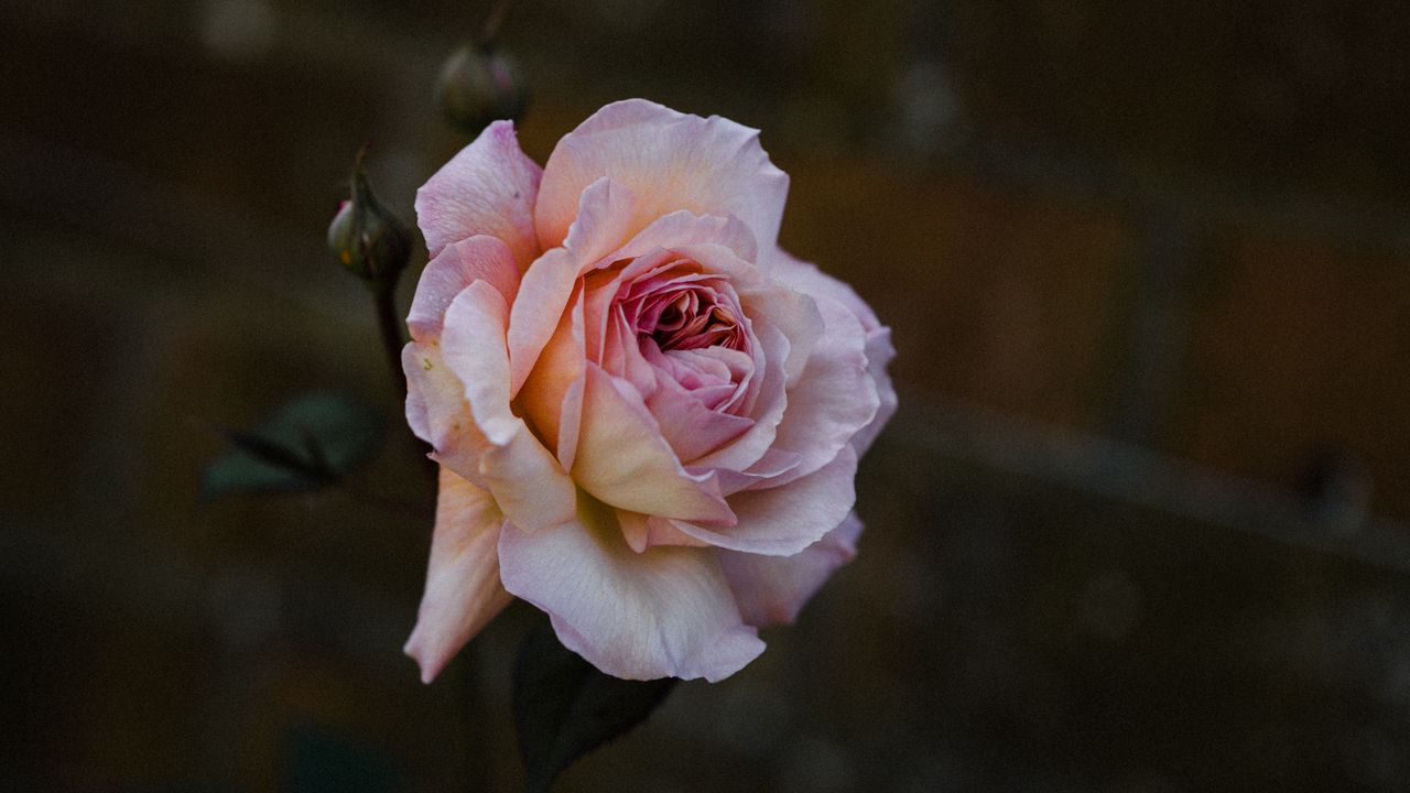 Wallpaper rose, flower, burgeon, flowering, bush