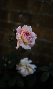 Preview wallpaper rose, flower, burgeon, flowering, bush