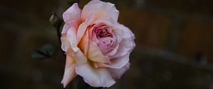 Preview wallpaper rose, flower, burgeon, flowering, bush