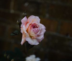 Preview wallpaper rose, flower, burgeon, flowering, bush