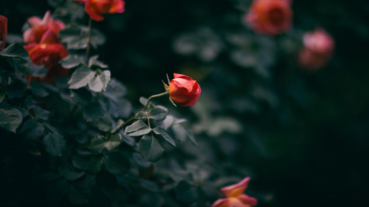 Wallpaper rose, flower, bush, buds