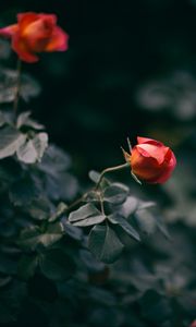 Preview wallpaper rose, flower, bush, buds