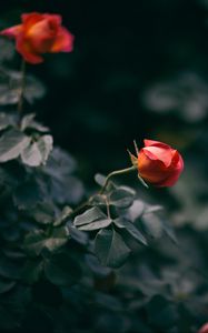 Preview wallpaper rose, flower, bush, buds