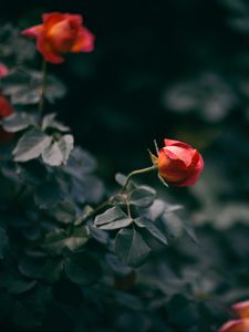 Preview wallpaper rose, flower, bush, buds