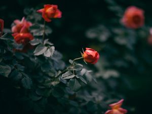 Preview wallpaper rose, flower, bush, buds