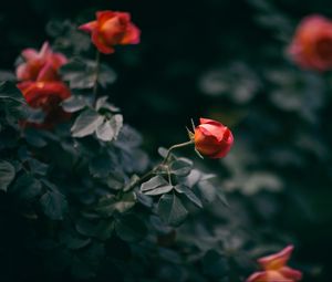 Preview wallpaper rose, flower, bush, buds