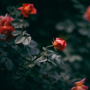 Preview wallpaper rose, flower, bush, buds