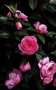 Preview wallpaper rose, flower, bush