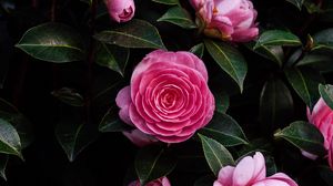 Preview wallpaper rose, flower, bush