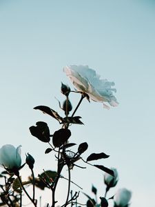 Preview wallpaper rose, flower, bush, plant