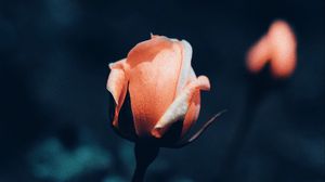 Preview wallpaper rose, flower, bush, macro