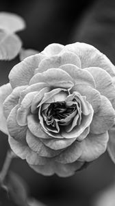 Preview wallpaper rose, flower, bw, plant, petals