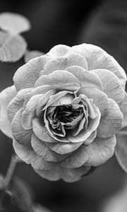 Preview wallpaper rose, flower, bw, plant, petals