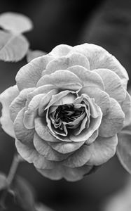 Preview wallpaper rose, flower, bw, plant, petals