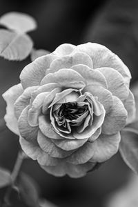 Preview wallpaper rose, flower, bw, plant, petals