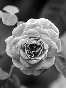 Preview wallpaper rose, flower, bw, plant, petals