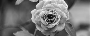 Preview wallpaper rose, flower, bw, plant, petals