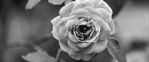 Preview wallpaper rose, flower, bw, plant, petals