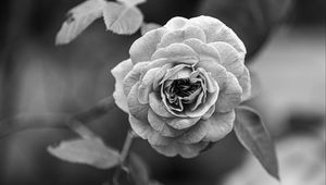 Preview wallpaper rose, flower, bw, plant, petals